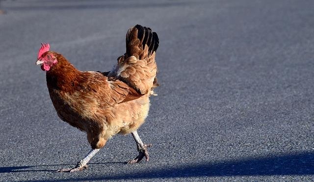 Learn about chicken road españa