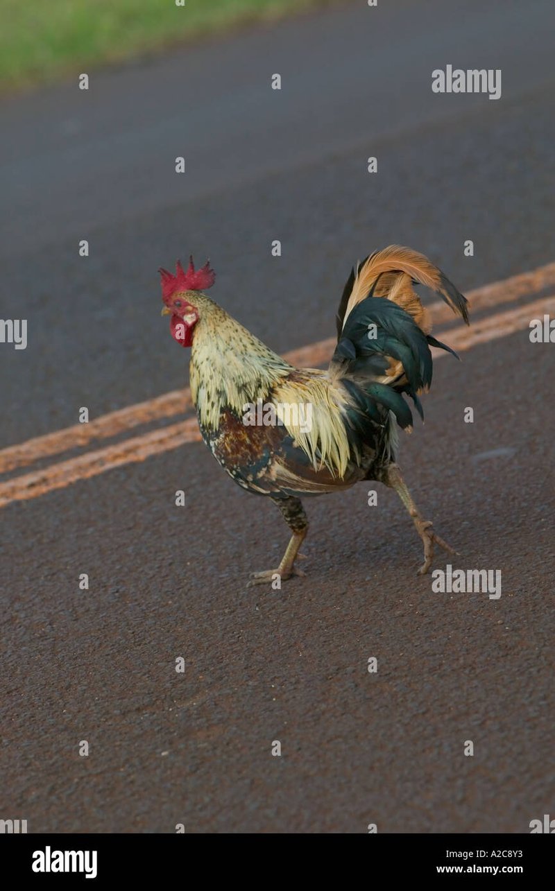 Best chicken road casino in Germany
